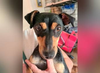 Herzallerliebste PINKY-sehr lieb, verschmust,sozial auf der Suche nach liebevollem Für-immer-Zuhause