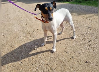 BAMBINO-sanfte, gelassene Seele mit großem Herzen wartet sehnsüchtig auf sein Für-Immer-Zuhause