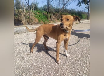 LEONARDO - anhänglich und gehorsam