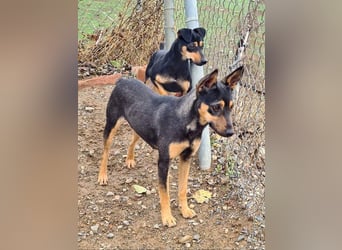 NEFERTARI-sehr liebes, zartes, verschmustes, soziales Hundemädchen sucht sein Für-immer-Plätzchen