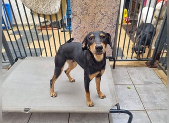 Unkomplizierte BARDOT-anhänglich, liebevoll, vertrauensvoll auf der Suche nach ihrer Für-immer-Fam.