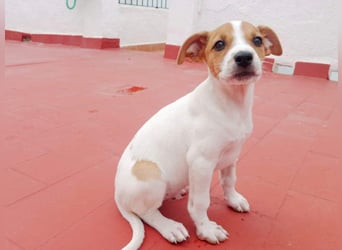 JACKIE-gut sozialisierter, unbeschwerter, liebevoller Schatz sucht sein Für-immer-Zuhause