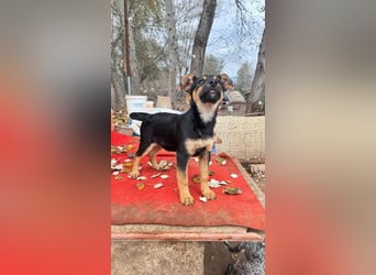 Süß, süßer, VALENTINO-aufgeweckt, voller verspielter Freude wartet er auf gepacktem Köfferchen