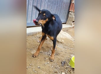 PEPITA-verspieltes, fröhiches Mädchen wartet sehnsüchtig auf liebevolles Für-immer-Zuhause