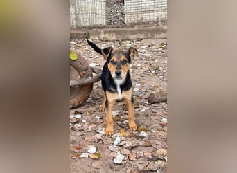 Süß, süßer ESTESO-aufgeweckt, voller verspielter Freude sitzt er auf gepacktem Köfferchen