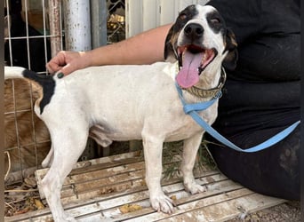 MONET-ein Herz auf 4 Pfoten mit außergewöhnlicher Loyalität sucht liebevolle Heimat