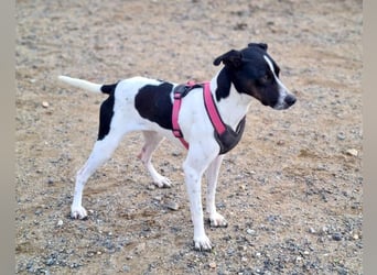 MASAI-sehr lieb, sanfte Seele sucht ihr liebevolles Für-immer-Zuhause