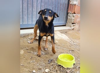 PEPITA-verspieltes, fröhiches Mädchen wartet sehnsüchtig auf liebevolles Für-immer-Zuhause