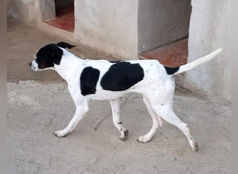 MASAI-sehr lieb, sanfte Seele sucht ihr liebevolles Für-immer-Zuhause