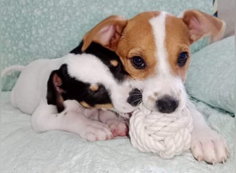 JACKIE-gut sozialisierter, unbeschwerter, liebevoller Schatz sucht sein Für-immer-Zuhause