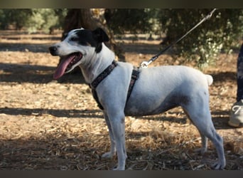 LAKY-freundlich, gesellig, lebhaft, fröhlich wartet sie sehnsüchtig auf ihre liebevolle Familie