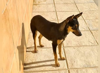 NEFERTARI-sehr liebes, zartes, verschmustes, soziales Hundemädchen sucht sein Für-immer-Plätzchen