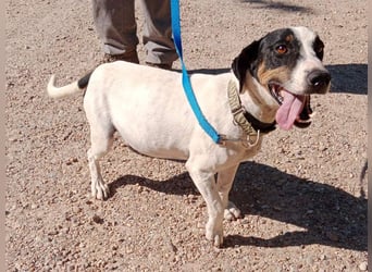 MONET-ein Herz auf 4 Pfoten mit außergewöhnlicher Loyalität sucht liebevolle Heimat