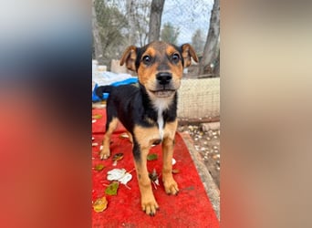 Süß, süßer ESTESO-aufgeweckt, voller verspielter Freude sitzt er auf gepacktem Köfferchen