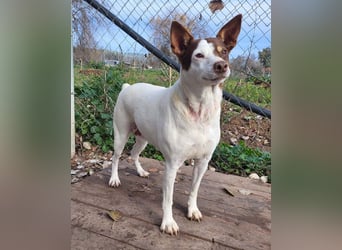 Süße CUQUI-anpassungsfähig, folgsam,hochmotiviert-wer bietet ihr ein liebevolles "Für-immer Zuhause"