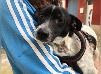 ORION-keiner Sonnenschein sucht dringend liebevolles Für-immer-Zuhause