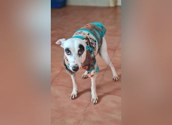 ENOLA-wartet auf ihr liebevolles Zuhause in dem sie für immer glücklich sein darf