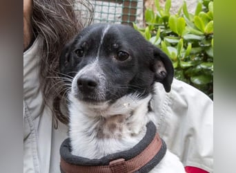 ORION-keiner Sonnenschein sucht dringend liebevolles Für-immer-Zuhause