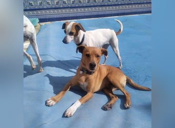 LEONARDO - anhänglich und gehorsam