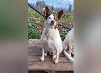 Süße CUQUI-anpassungsfähig, folgsam,hochmotiviert-wer bietet ihr ein liebevolles "Für-immer Zuhause"