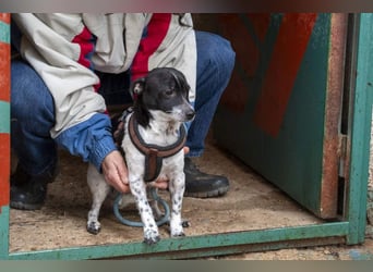 ORION-keiner Sonnenschein sucht dringend liebevolles Für-immer-Zuhause