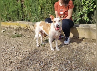 TOBY-hatte ein schönes Zuhause und wurde von Herzen geliebt-sucht dringend sein neues Zuhause