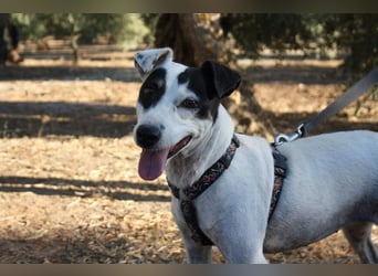 LAKY-freundlich, gesellig, lebhaft, fröhlich wartet sie sehnsüchtig auf ihre liebevolle Familie
