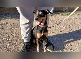 ZOE-überaus freundliche kleine Maus sucht sehnsüchtig ihr liebevolles Für-immer-Zuhause