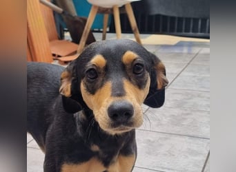 Unkomplizierte BRIGITTE-liebevoll, voller Vertrauen und mit Hoffnung auf ein lievevolles Zuhause