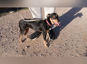 ZOE-überaus freundliche kleine Maus sucht sehnsüchtig ihr liebevolles Für-immer-Zuhause