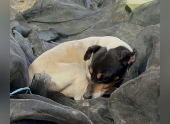 O`HARA - gesellig und anhänglich