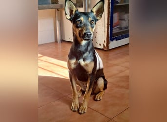 NEFERTARI-sehr liebes, zartes, verschmustes, soziales Hundemädchen sucht sein Für-immer-Plätzchen