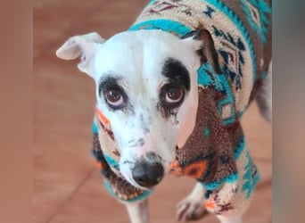 ENOLA-wartet auf ihr liebevolles Zuhause in dem sie für immer glücklich sein darf