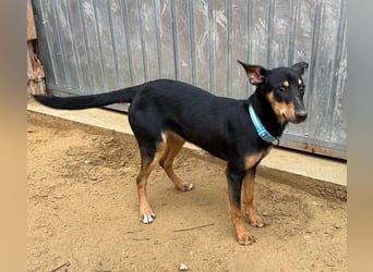 PEPITA-verspieltes, fröhiches Mädchen wartet sehnsüchtig auf liebevolles Für-immer-Zuhause