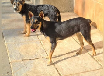 NEFERTARI-sehr liebes, zartes, verschmustes, soziales Hundemädchen sucht sein Für-immer-Plätzchen