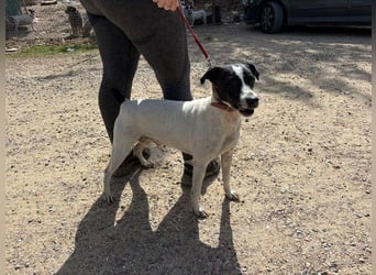 GOLFO-fröhlicher Menschenfreund sucht sein Für-immer-Zuhause