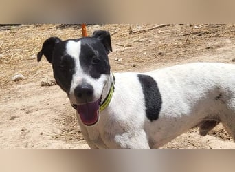 GOLFO-fröhlicher Menschenfreund sucht sein Für-immer-Zuhause