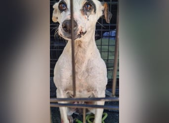 ENOLA-wartet auf ihr liebevolles Zuhause in dem sie für immer glücklich sein darf