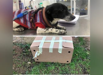 ORION-keiner Sonnenschein sucht dringend liebevolles Für-immer-Zuhause