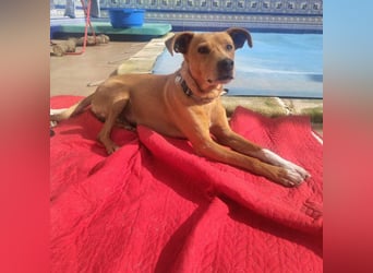 LEONARDO - anhänglich und gehorsam