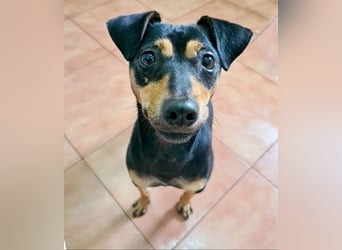 Herzallerliebste PINKY-sehr lieb, verschmust,sozial auf der Suche nach liebevollem Für-immer-Zuhause