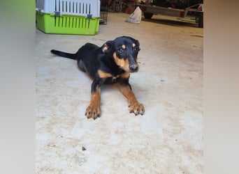 PEPITA-verspieltes, fröhiches Mädchen wartet sehnsüchtig auf liebevolles Für-immer-Zuhause