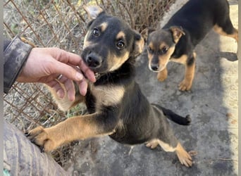 Süß, süßer, VALENTINO-aufgeweckt, voller verspielter Freude wartet er auf gepacktem Köfferchen