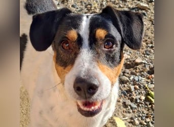 DUDLEY-menschenbezogen und verschmust sehnt er sich nach seiner liebevollen Für-immer Familie