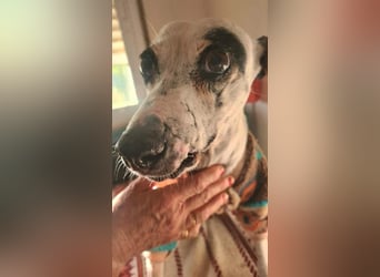 ENOLA-wartet auf ihr liebevolles Zuhause in dem sie für immer glücklich sein darf