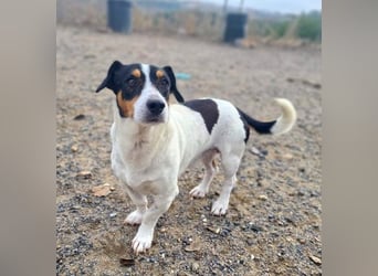 DUDLEY-menschenbezogen und verschmust sehnt er sich nach seiner liebevollen Für-immer Familie