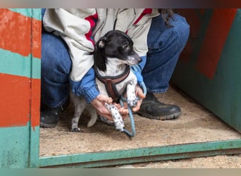 ORION-keiner Sonnenschein sucht dringend liebevolles Für-immer-Zuhause