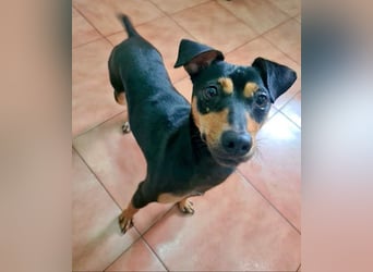 Herzallerliebste PINKY-sehr lieb, verschmust,sozial auf der Suche nach liebevollem Für-immer-Zuhause