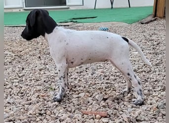 ROSITA - aktiver Begleiter
