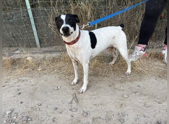 GOLFO-fröhlicher Menschenfreund sucht sein Für-immer-Zuhause